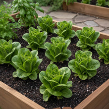 Winter Density Lettuce Seeds for Home Garden