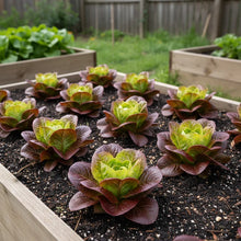Butterhead Red Lettuce Seeds for Home Garden