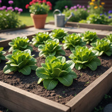Butterhead Summer Crisp Lettuce Seeds
