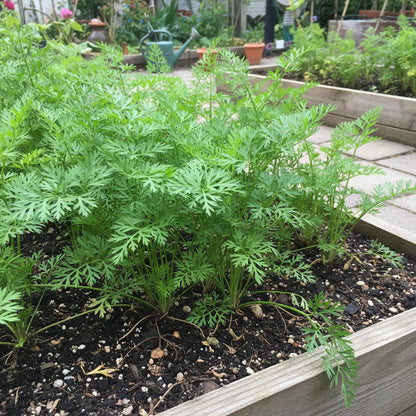Flakkee Carrot Seeds Heirloom Sweet Carrot for Home Garden