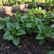 New Zealand Spinach Seeds for Home Garden