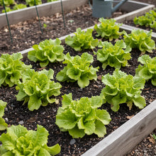 Black Seeded Simpson Lettuce Seeds