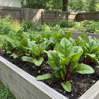 Red Cardinal Spinach Seeds for Home Garden