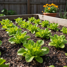 Salad Bowl Lettuce Seeds for Home Garden