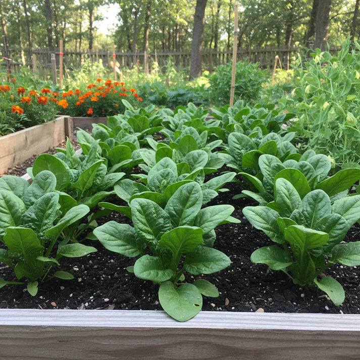 Catalina Spinach Seeds