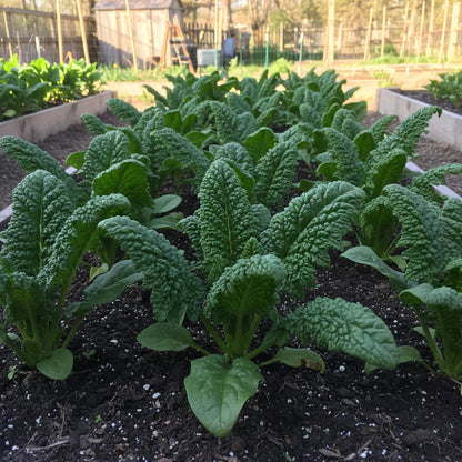 Bloomsdale Long Standing Spinach Seeds