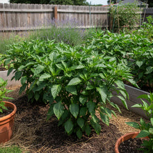 California Wonder Bell Pepper Seeds