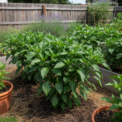 California Wonder Bell Pepper Seeds