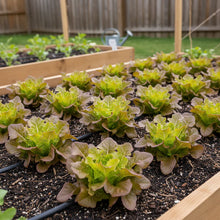 Red Oakleaf Lettuce Seeds for Home Garden