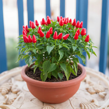 Carolina Reaper Pepper Seeds for Planting – Extremely Hot Chili Variety