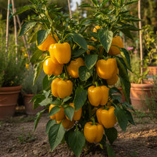 Quadrato Asti Giallo Pepper Vegetable Seeds – Italian Heirloom Pepper for Planting