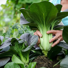 Organic White Pak Choi Seeds for Home Garden