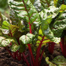 Silverbeet Magenta Seeds for Home Garden