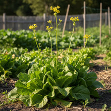 Goose Lettuce Seeds for Home Garden