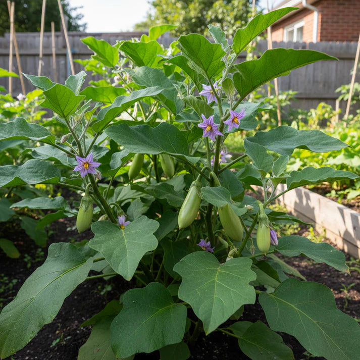 Green Eggplant Seeds for Home Gardening