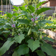 Green Eggplant Seeds for Home Gardening