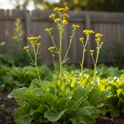 Green Oakleaf Lettuce Seeds for Home Garden
