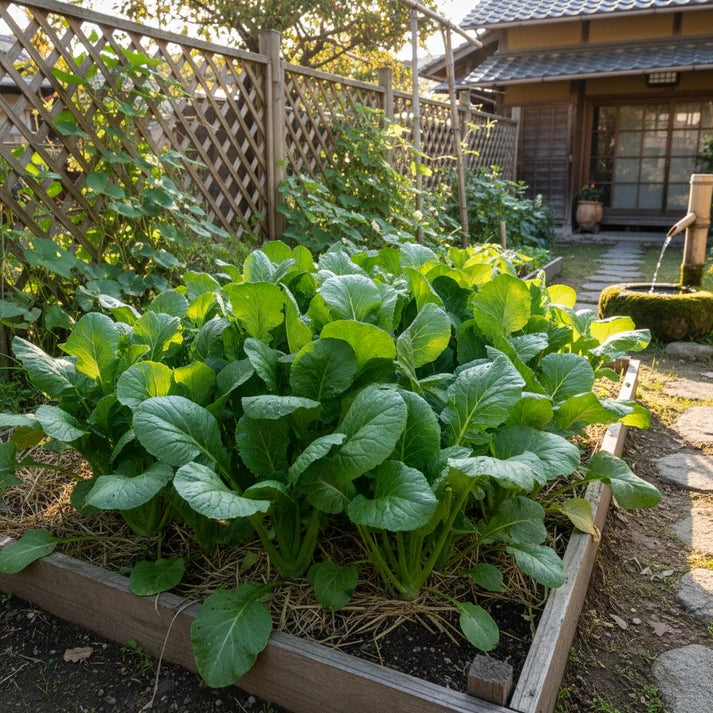 Komatsuna Leafy Vegetable Seeds for Home Gardening