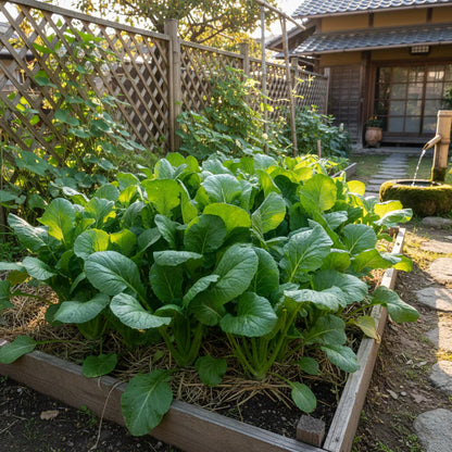 Komatsuna Leafy Vegetable Seeds for Home Gardening