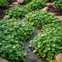 Watercress Seeds for Home Gardening