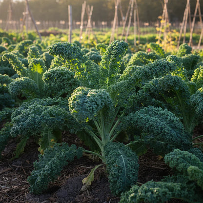 Westlandse Kale Seeds for Home Gardening