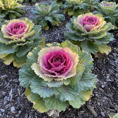 Flowering Cabbage Seeds for Garden Planting