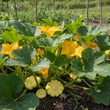 Organic Early Yellow Bush Scallop Patty Pan Squash Seeds for Home Gardening
