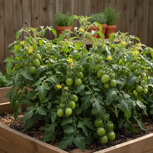 Roma VF Tomato Seeds for Garden Planting