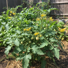Snow Vegetable Tomato Seeds for Garden Planting