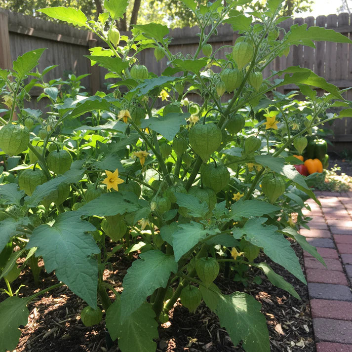 Tomatillo Verde Vegetable Seeds for Home Gardening