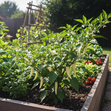 White Chili Pepper Seeds for Home and Garden Planting