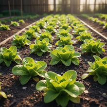 Lettuce All Year Round Seeds for Planting