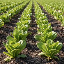 Premium Asparagus Lettuce Celtuce Vegetable Seeds for Planting