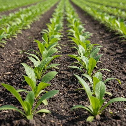 Mibuna Seeds for Planting