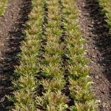 Mizuna Red Empire Seeds for Planting