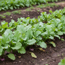 Turnip Purple Top Vegetable Seeds for Planting