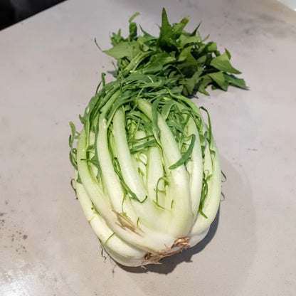 Chicory Catalogna Seeds for Planting (Puntarelle)