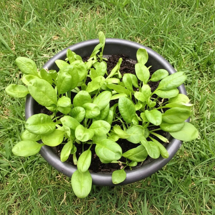 Baby's Leaf Spinach Seeds for Planting