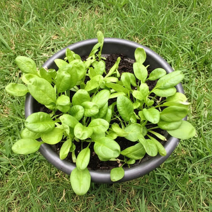 Baby's Leaf Spinach Seeds for Planting