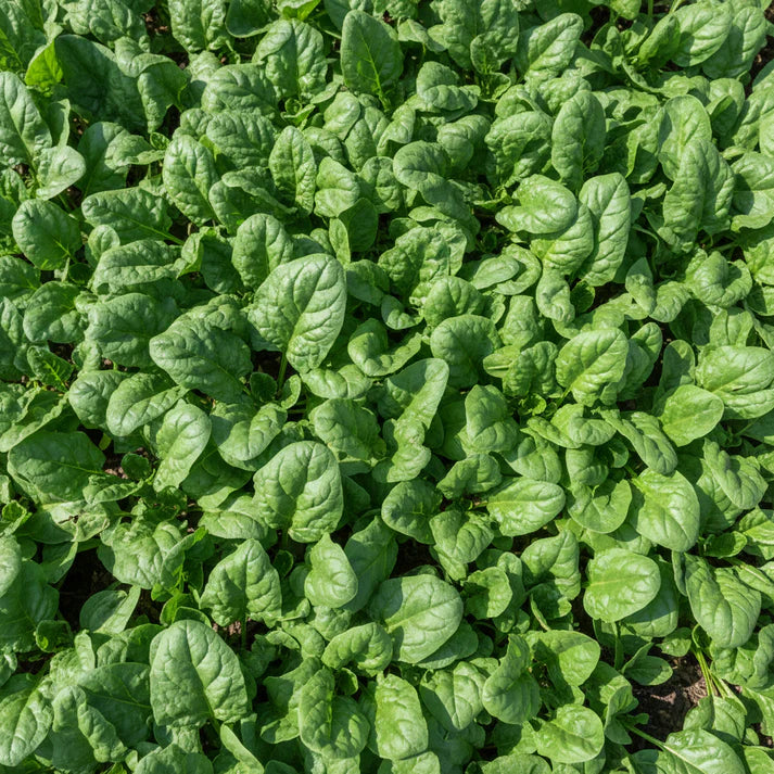Tyee Spinach Seeds for Planting