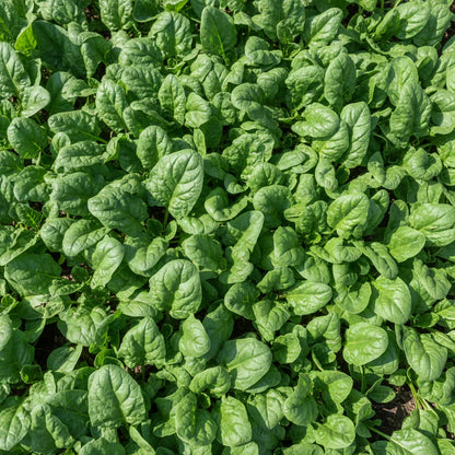 Tyee Spinach Seeds for Planting