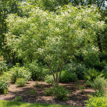 Moringa Tree Seeds – Fast Growing Garden Tree Seeds