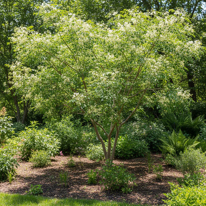 Moringa Tree Seeds – Fast Growing Garden Tree Seeds