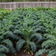 Lacinato Kale Seeds for Planting