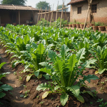 Italian Dandelion Chicory Seeds for Planting