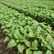 Kashmiri Saag Seeds for Planting
