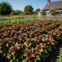 Bicolour Amaranth Greens Seeds
