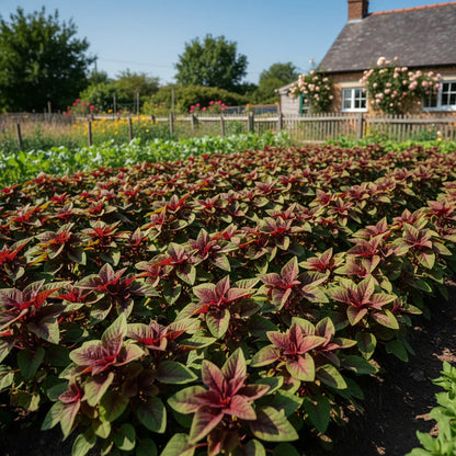 Bicolour Amaranth Greens Seeds