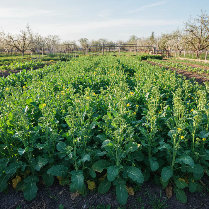 Broccoli Raab Spring Rapini Seeds