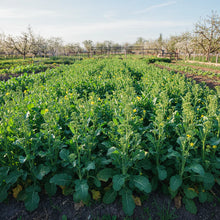 Broccoli Raab Spring Rapini Seeds